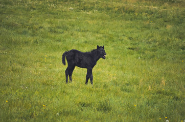  Black horses in a field in the mountain