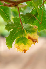 Hojas de muchos colores