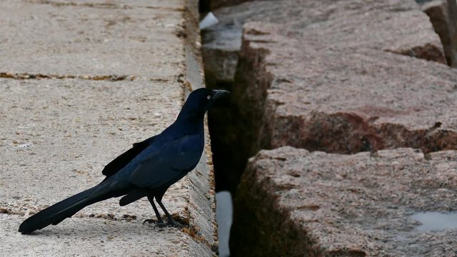 Great-tailed grackle on the jetty in Port Aransas, Texas.