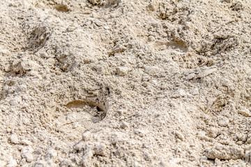 White sand on the racetrack with horse tracks as background