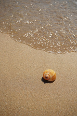 Shell lying on the sand by the sea