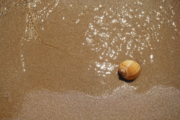 Shell lying on the sand by the sea