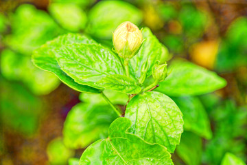 A beautiful tropical flower surrounded by lush green leaves.