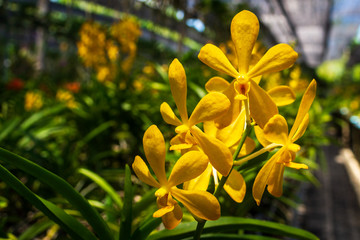 Beautiful Orchidaceae flowers in orchid farm, Phuket, Thailand