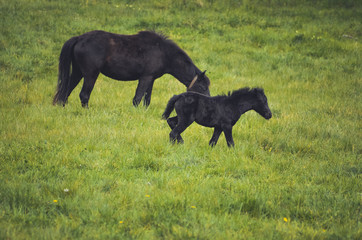  Black horses in a field in the mountain