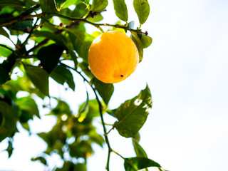 Image of yellow lemon hanging in the air. isolated