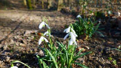 Zierliche, kleine Schneegl&ouml;ckchen wachsen auf dem Waldboden, im Winter