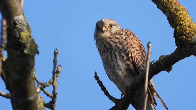 Turmfalke (Falco tinnunculus) 
