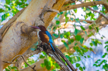 White-throated kingfisher (Halcyon smyrnensis) on the tree in Pushkar, Rajasthan. India.