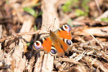 Peacock butterfly in close