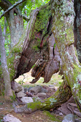 Trees in the forests