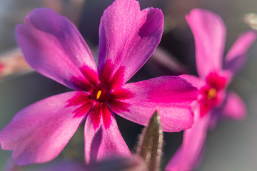 Macro photography of beautiful pink flower