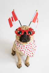 Cute pug dog wearing red maple leaf glasses and Canadian flags for Canada Day