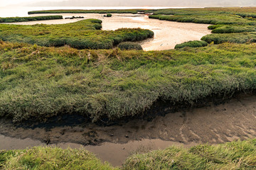 water ditch in pacific northwest wetlands