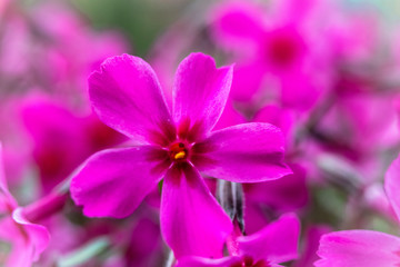 Macro photography of beautiful pink flower