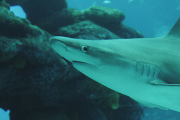 shark in aquarium