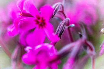 Macro photography of beautiful pink flower