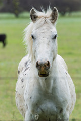 Fototapeta premium caballo blanco con largas crines