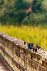 birds on railing in wetlands by forest in northwest