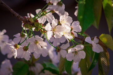 Branches of blossoming apricot macro