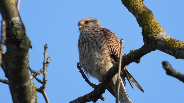 Turmfalke (Falco tinnunculus) 