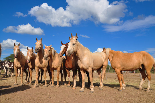 caballos criollos de pie y alineados