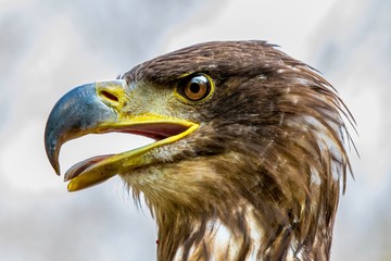 Aquila