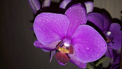 orchid, flower,