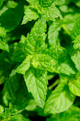 Spearmint © Petra Beerhalter