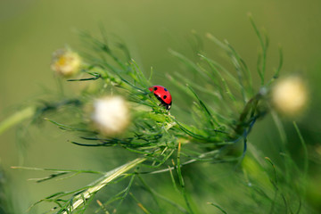 Ladybug on green plant in summer field