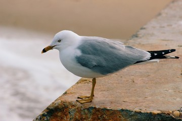 Watchful Seagull 