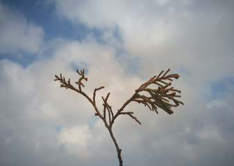 foliage with sky