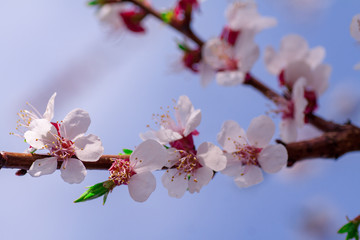 Branches of blossoming apricot macro