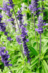 Fototapeta premium Lavendel