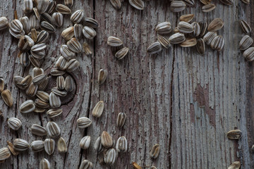 Sunflower seeds