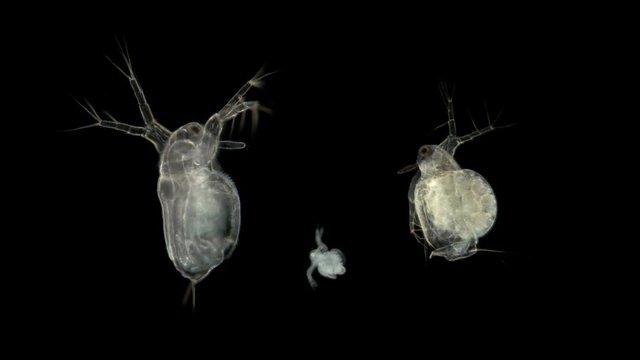 Daphnia Moina under the microscope, is a plankton crustacean, three daphnias, a newly hatched embryo, a pregnant female, and simply daphnia 4K