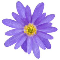 Blue flower of aster, isolated on a white background, with clipping path