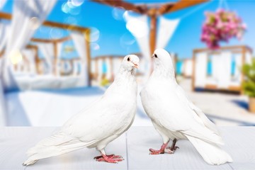 White.