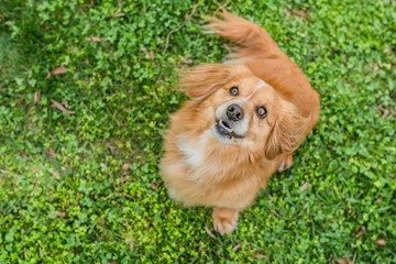 Top view portrait of cute little young mixed breed brown reddish dog looking up, reflection in eyes, open mouth with white teeth, sitting on fresh green grass, background, copy space