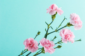 Naklejka na ściany i meble pink carnations on mint green background