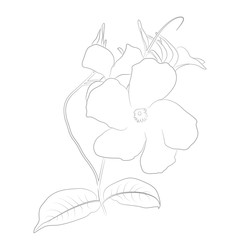 Vector Contour Illustration of Mandevilla Sanden for Coloring Book. Floral Template. Beautiful Wedding Elements. Botanical Drawing of Plant of Mandevilla or Dipladenia