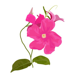 Vector Illustration of Mandevilla Sanden. Botanical Drawing in Fuchsia Colors. Floral Drawing of Tropical Plant with Beautiful Showy Flowers. Mandevilla or Dipladenia Isolated on White Background