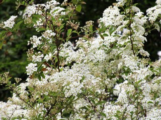 PLANTA DE FLORES BLANCAS, blanco, flor, primavera, verde, florecer, huerta, árbol, rosa, beldad, macro