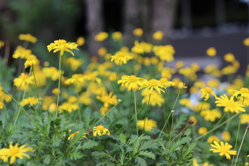 yellow flowers in garden