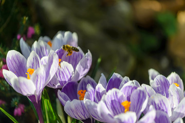 Spring crocus flowers with honey bee. in the garden. Crocus sativus Saffron growing in the garden.