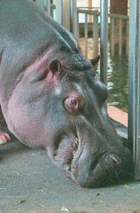 Hippo 