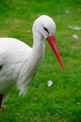 Storch