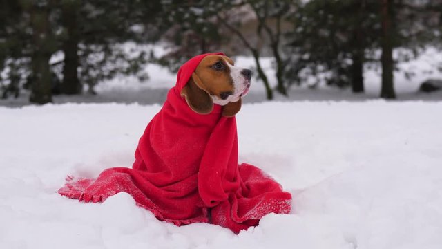 Pensive dog sitting on snow, muffled up into red blanket, feel cold at winter outdoors. Miserable animal portrait, doggy looks like sad and depressed.
