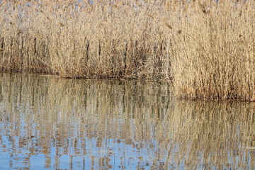 Reflet des roseaux dans l'eau