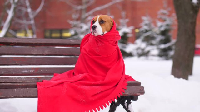 Poor doggy on bench, wrapped in red blanket, cold winter outdoors. Miserable dog look around with mournful and hungry eyes. Portrait shot of lonesome beagle